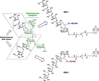Immunobiological Activity of Synthetically Prepared Immunodominant Galactomannosides Structurally Mimicking Aspergillus Galactomannan